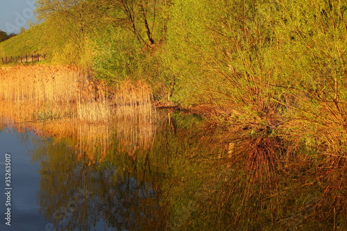 View from the water to the green Bank overgrown with bushes and tall grass illuminated by the morning light.A Golden gleam on a mirror reflection in the purest, calm water.Serene dawn.Russia