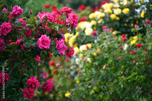 roses flower in springtime nature background