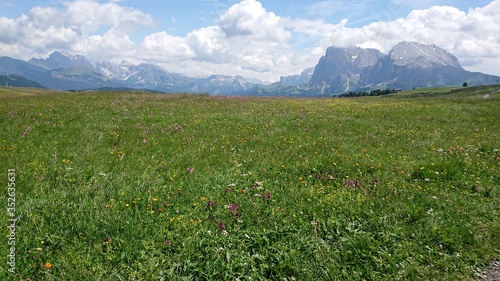 alpine meadow with flowers