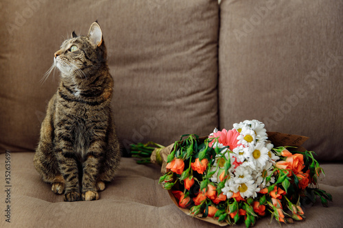 A brown tabby cat is sitting on the sofa. Next to it is a beautiful package of flowers. The cat looks pointedly to the side. The atmosphere is homely and cozy. There is space for text. photo