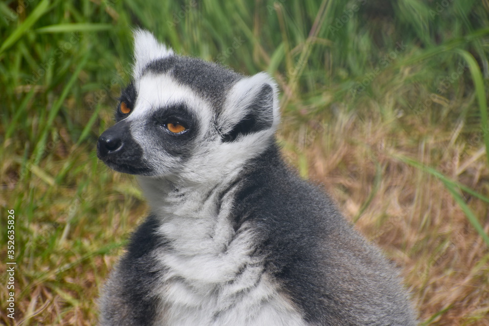 Ring-tailed lemurs are unmistakable because of their long vividly striped black and white tail They are familiar residents of many zoos They are primates found only on the African island of Madagascar