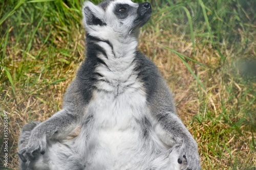Fotografie Ring-tailed lemurs spend lots of time on the ground which is uncommon among lemur species