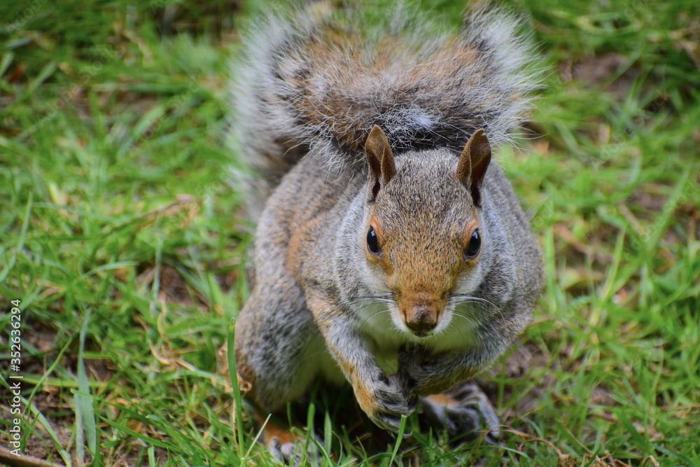 Grey squirrels (Sciurus carolinensis) have mainly silver fur but may have red-brown patches especially around the face and legs The species has long bushy tail that helps it balance when tree climbing