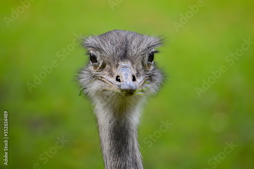 The flightless greater rhea is a lesser known relative of the ostrich. It has long legs wings and neck covered in feathers but no on the tail Its plumage is mostly grey and brown with white underparts photo