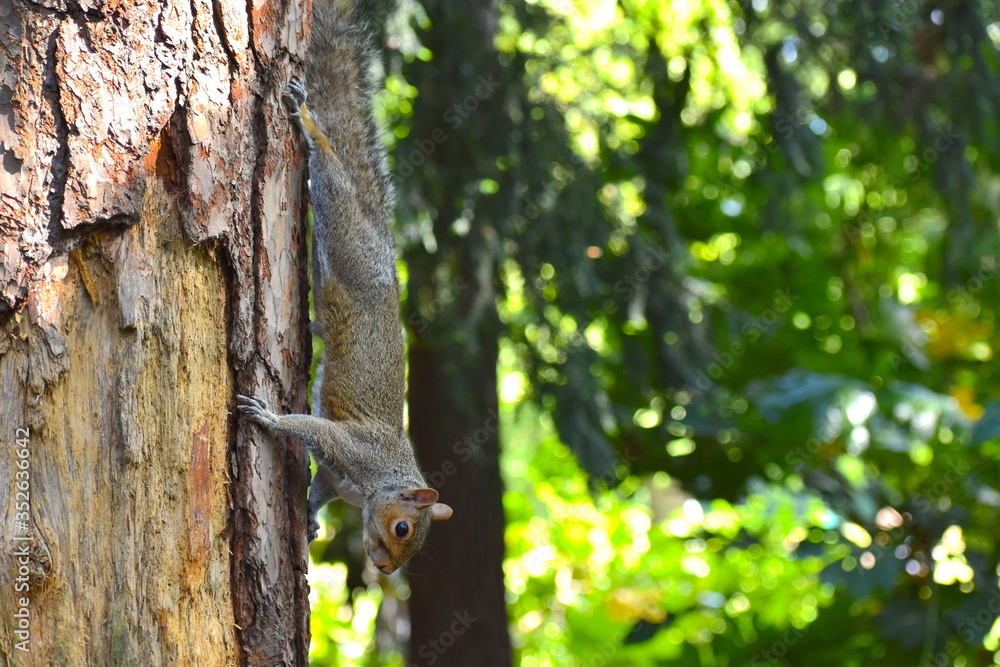 Squirrels are small rodents with bushy tails and big eyes positioned in a way which allows them to see behind and helps them skilfully climb and avoid the predators. Flying animals glide between trees Squirrels are small rodents with bushy tails and big eyes positioned in a way which allows them to see behind and helps them skilfully climb and avoid the predators. Flying animals glide between trees