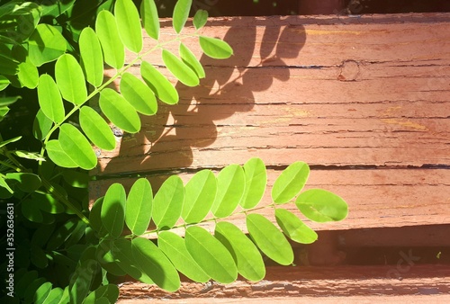 green branch on wooden texture background