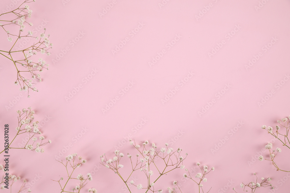gypsophila little white flower plant isolated in pink background in top view gypsophila little white flower plant isolated in pink background in top view