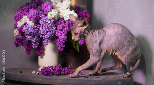 Tableau sur toile Bald cat on purple background, hairless cat and bouquet of lilac,  naked cat and 
and a bouquet of spring flowers