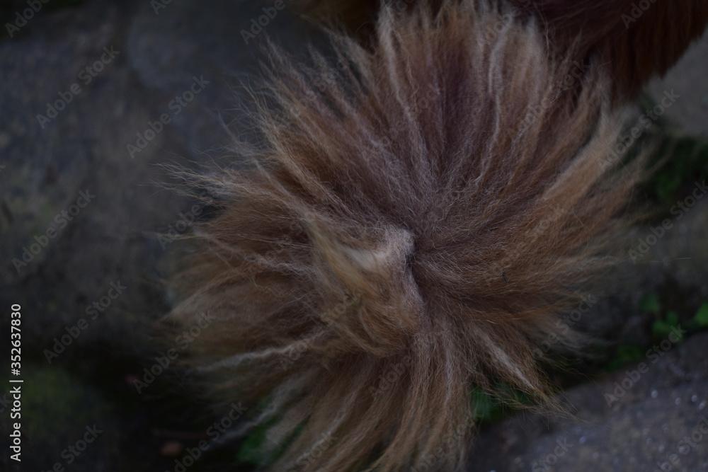 Naklejka premium closeup of tail of a dog