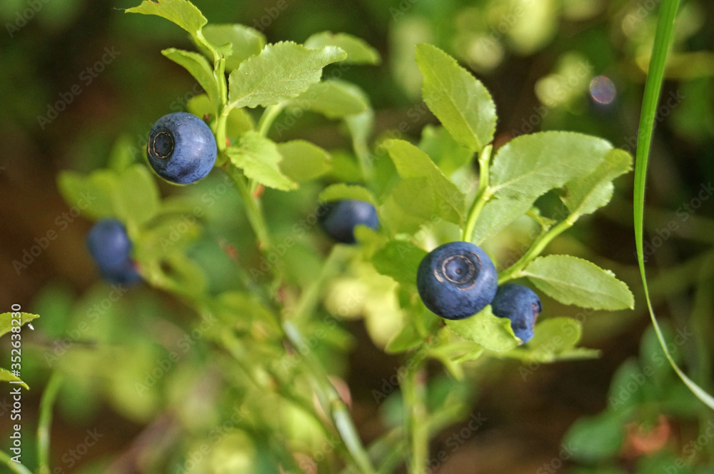 Blueberry branch with blue juicy ripe fruits and green leaves on a bush in the forest Blueberry branch with blue juicy ripe fruits and green leaves on a bush in the forest