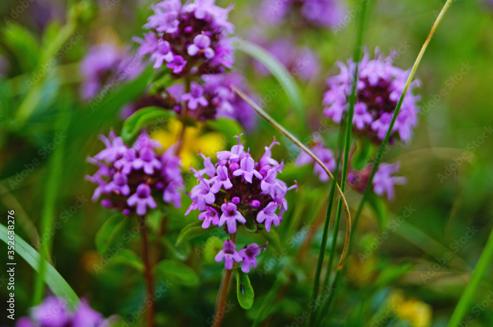 Thyme with delicate purple flowers in a clearing in the green grass on a summer day Thyme with delicate purple flowers in a clearing in the green grass on a summer day