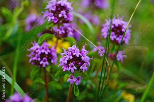 Thyme with delicate purple flowers in a clearing in the green grass on a summer day