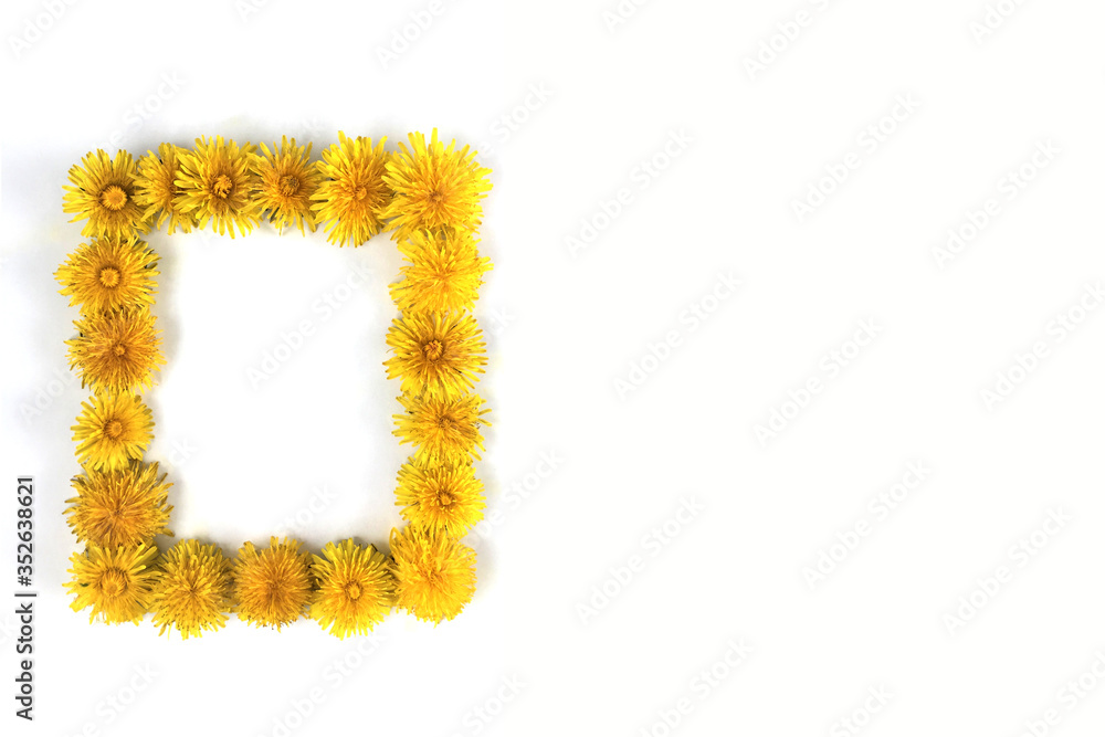 Bright frame with flowers of a dandelion on a white background