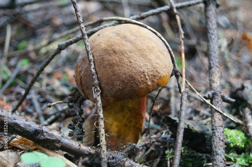 Suillellus loridus mushroom with a brown hat and a reddish leg grows in a forest in the grass on an autumn sunny day