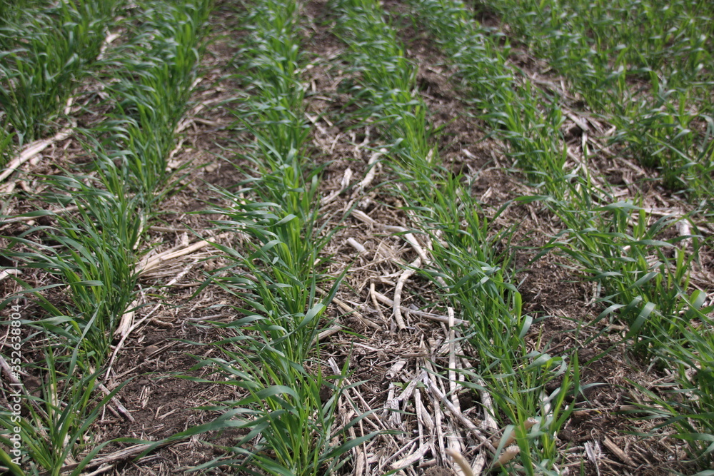 Young cereal (wheat) crop in rows