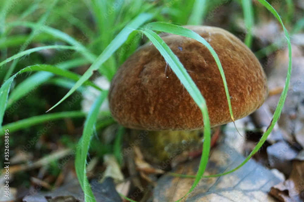 Suillellus loridus mushroom with a brown hat and a reddish leg grows in a forest in the grass on an autumn sunny day