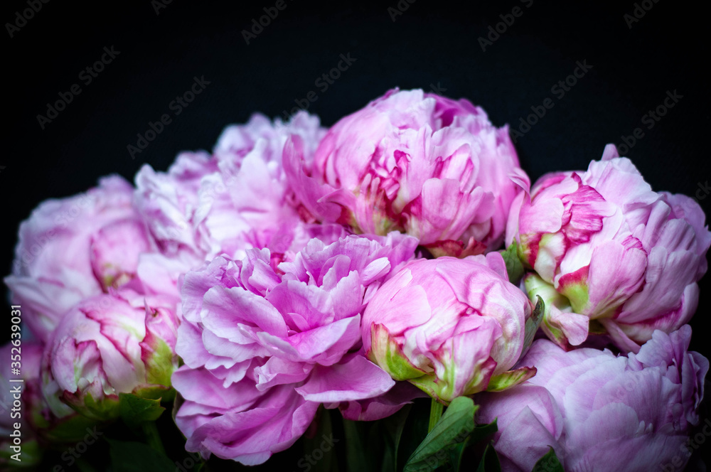 pink peonies on black background pink peonies on black background