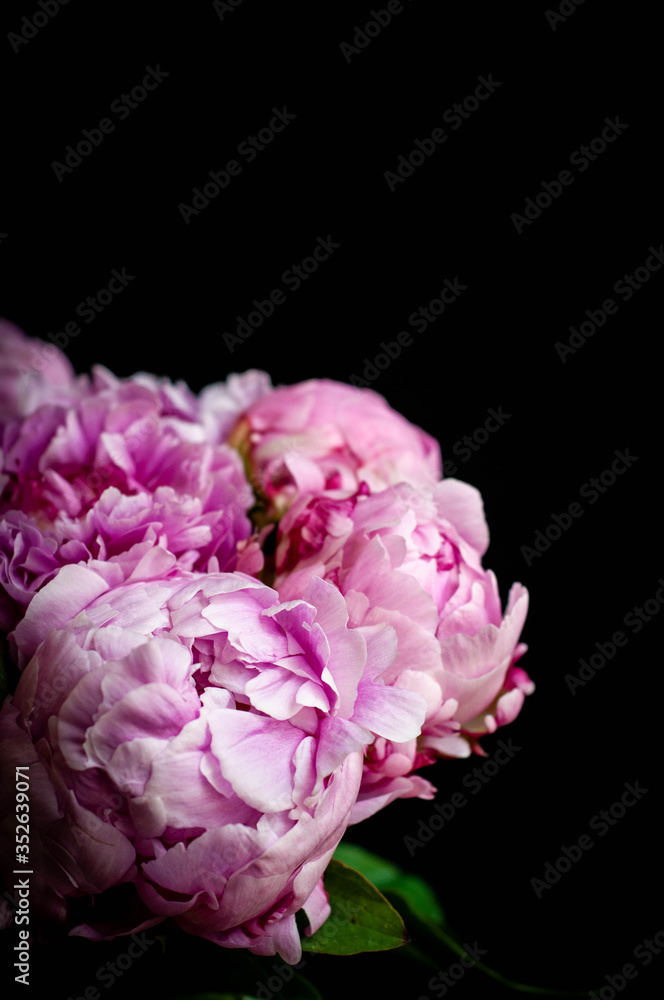 Obraz premium pink peonies on black background