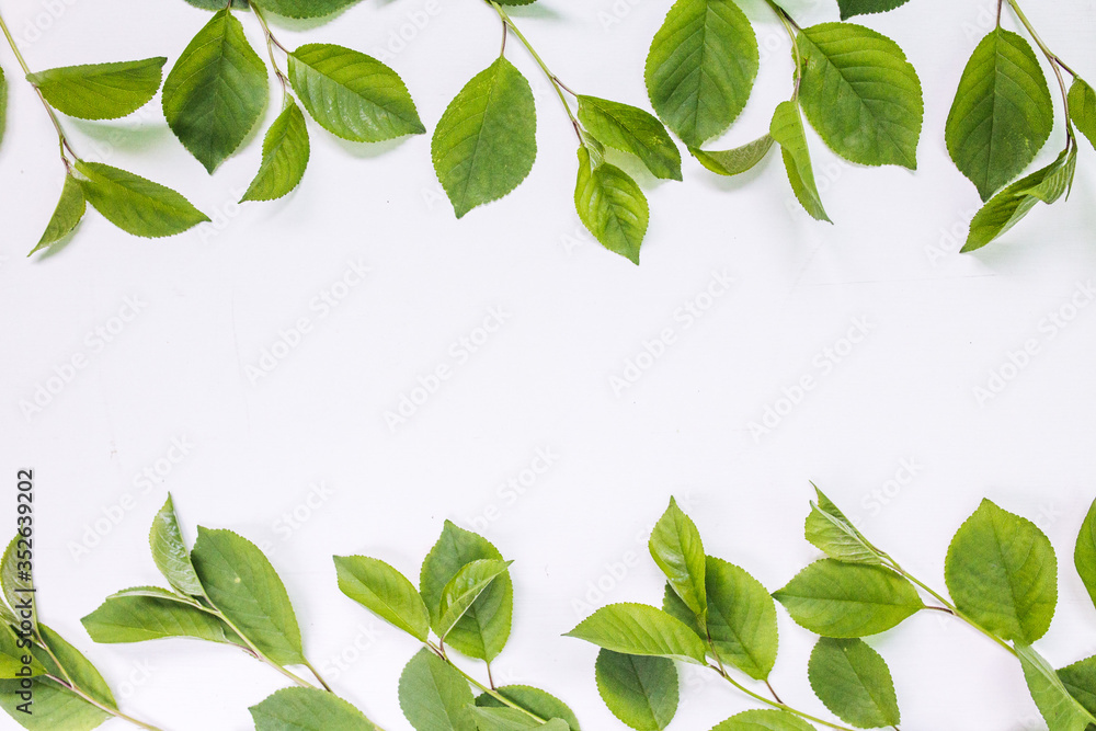 leaves on white background. Pattern made of branches. Flat lay, top view, copy space