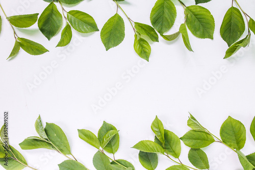 leaves on white background. Pattern made of branches. Flat lay  top view  copy space