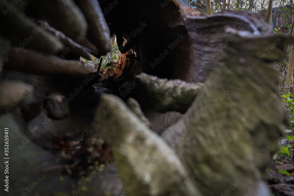 Nature background. Old trees cracked damage texture. Nature background. Old trees cracked damage texture.