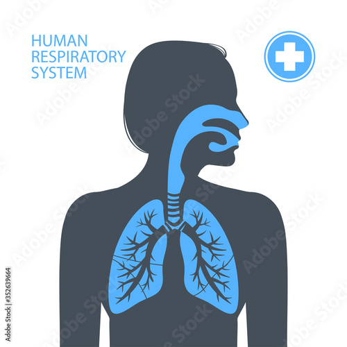 Human respiratory system