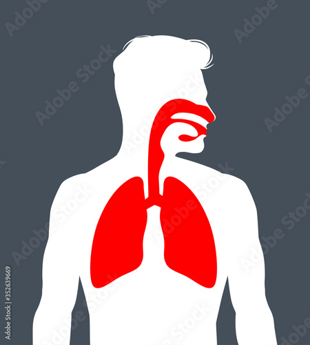 Human respiratory system