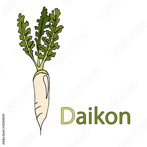Daikon Educational material for the study of vegetables. A word for the letter D. Cartoon outline root crop. Vector freehand drawing, black outline. Isolated on a white background.