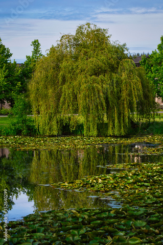 2020-05-24 A WEEPING WILLOW TREE ON THE SHORE OF A LAKE WITH LILLY PADS AND A NICE REFLECTION