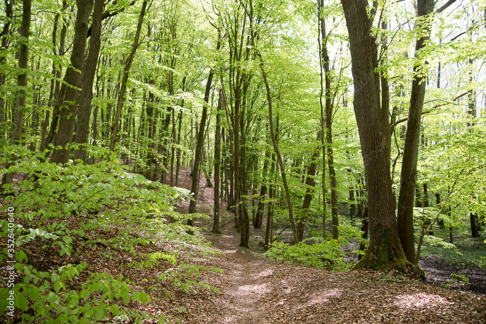 footpath in the forest