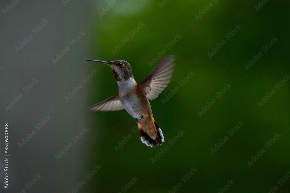 2020-05-25 ANNAS HUMMINGBIRD HOVERING WITH A GREEN AND BEIGE BACKGROUND 2020-05-25 ANNAS HUMMINGBIRD HOVERING WITH A GREEN AND BEIGE BACKGROUND
