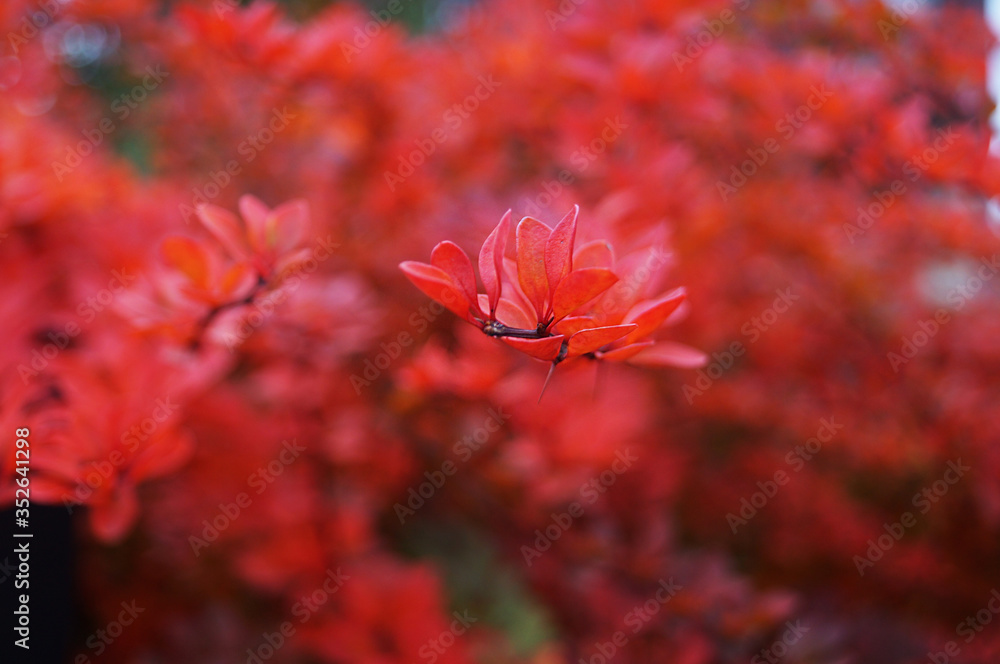 Branches of barberry with red leaves and red ripe fruits on an autumn day Branches of barberry with red leaves and red ripe fruits on an autumn day
