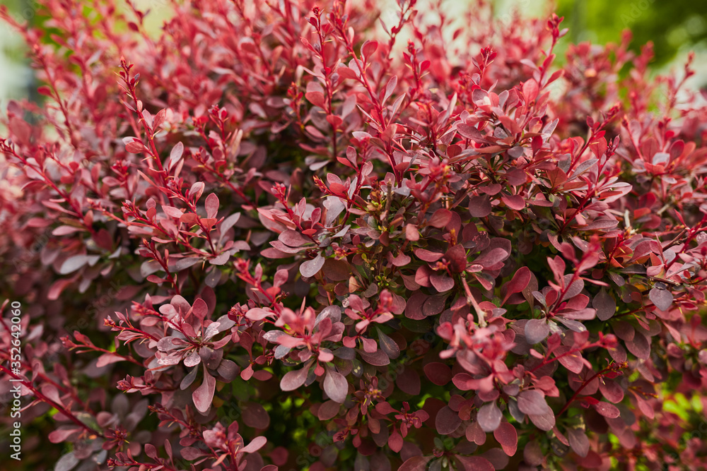 red leaves on a bush in the garden