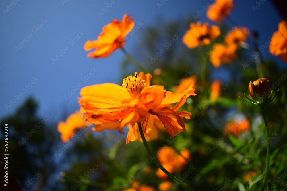 Wild flowers in east sikkim Wild flowers in east sikkim