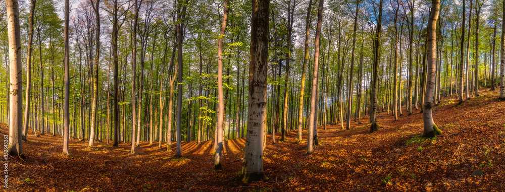 Fototapeta premium Panoramic view of spring beech forest