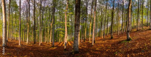 Panoramic view of spring beech forest