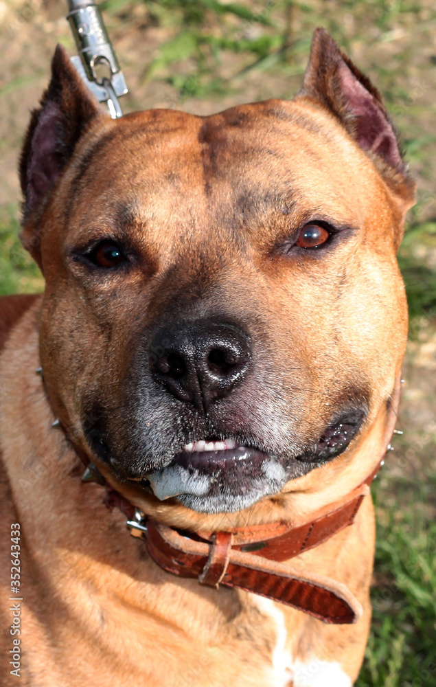 Portrait of a dog. Face of a pit bull Terrier. A pet.