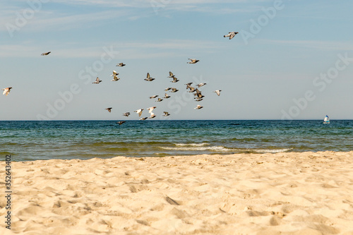 doves on the beach