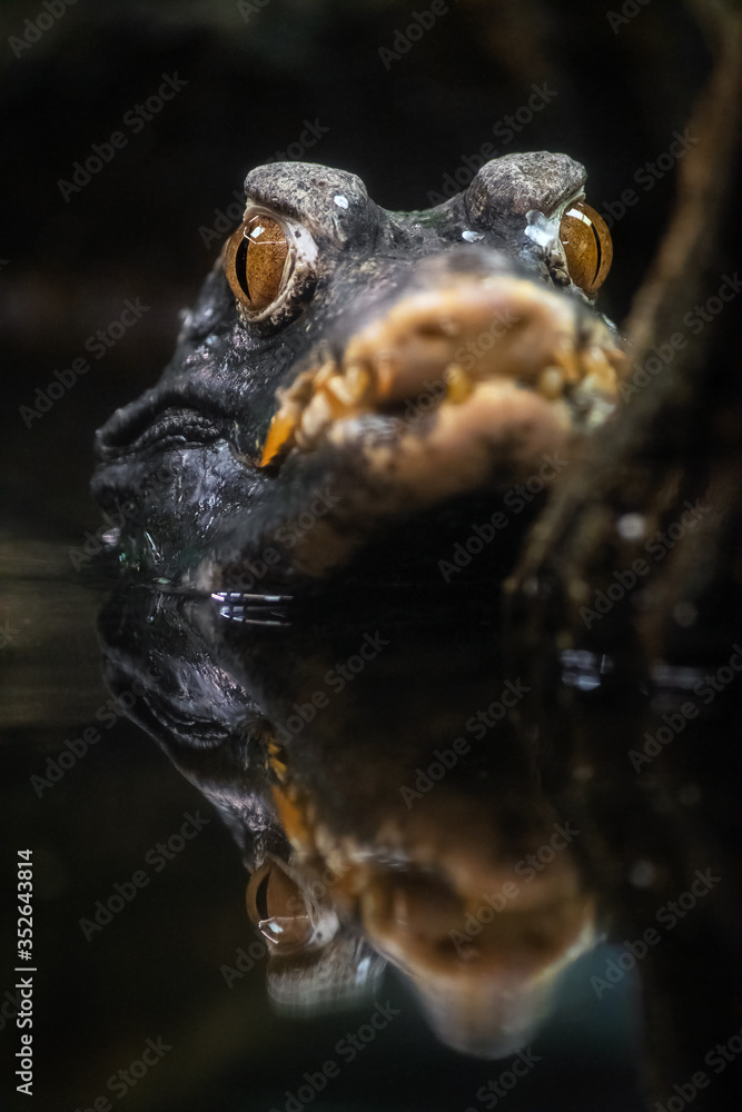 Cuvier's dwarf caiman (Paleosuchus palpebrosus) StockFoto Adobe Stock