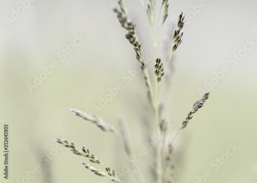 close up of grass