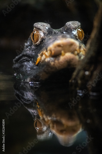 Cuvier's dwarf caiman (Paleosuchus palpebrosus)