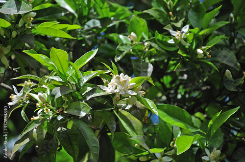 a flowering twig of a bergamot shrub © Carmen Hauser