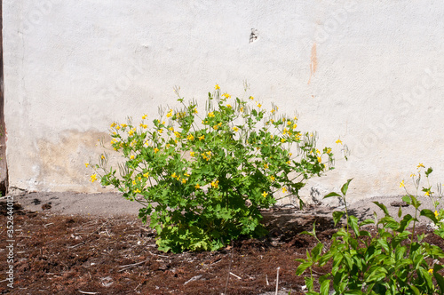 a shrub of greater celandine in a garden of an old farmhouse