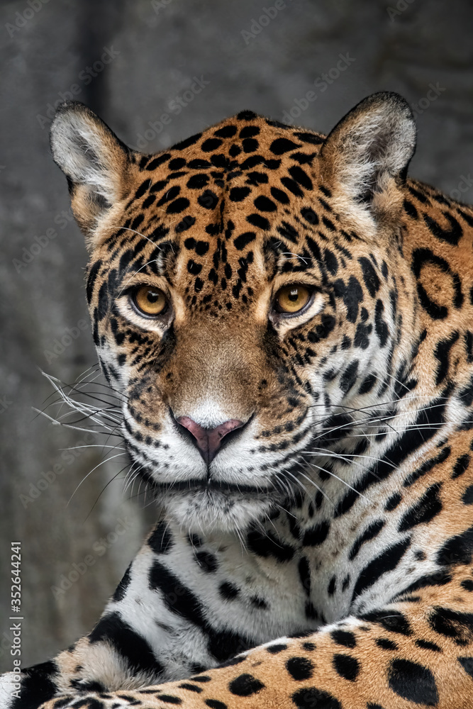 Obraz premium Jaguar (Panthera onca)