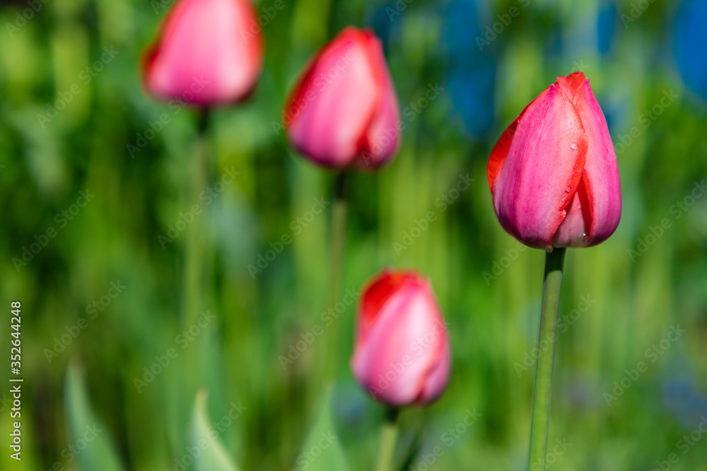 Fourth red tulips growing separate with green background Fourth red tulips growing separate with green background
