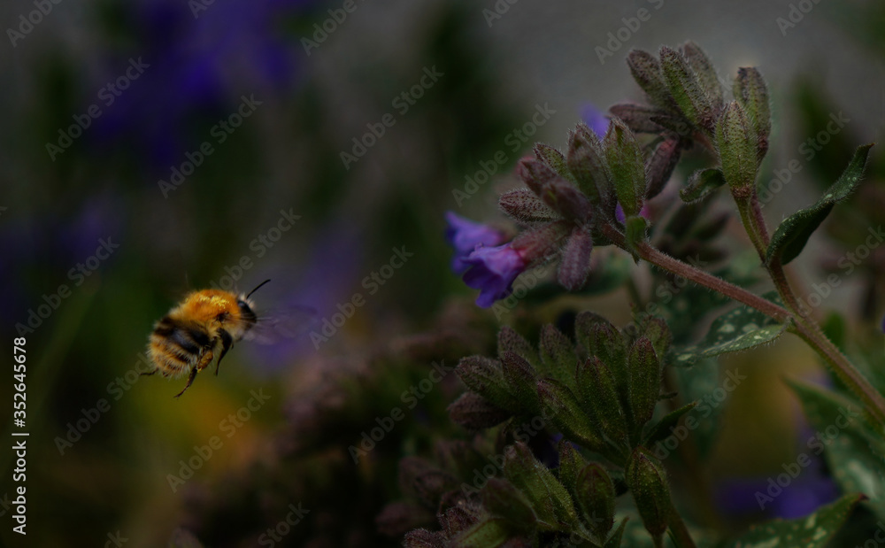 bumblebee and violet flowers lungwort of a green wall in the Polish countryside bumblebee and violet flowers lungwort of a green wall in the Polish countryside