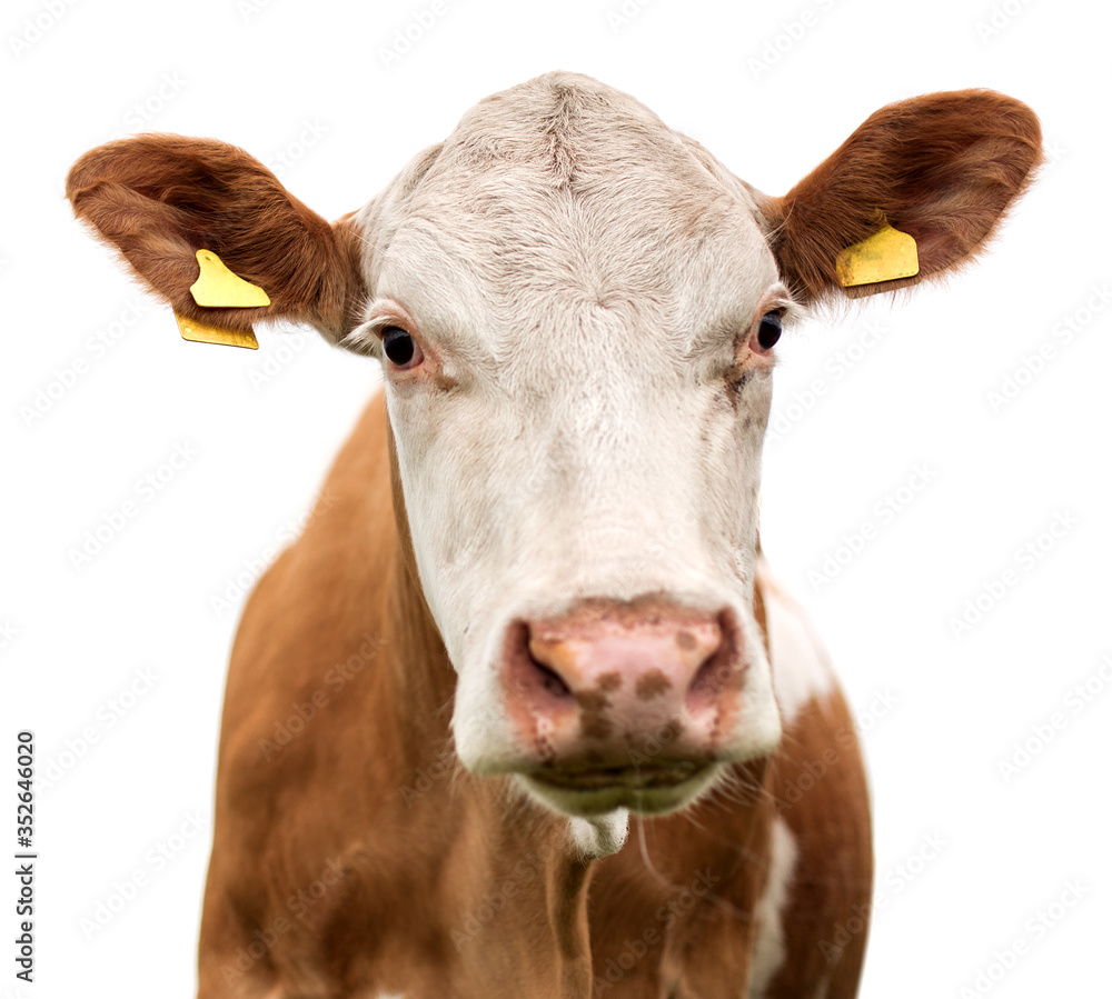 Funny cow isolated on a white