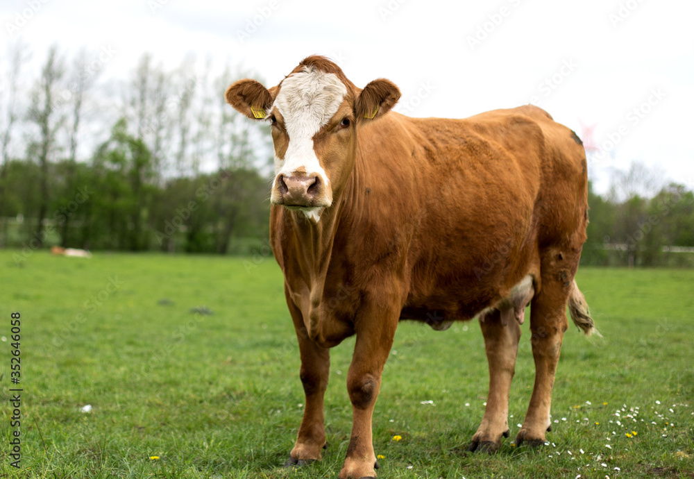 red cow in the meadow red cow in the meadow