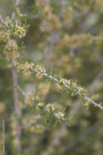 Small white blossoms emerge on Desert Almond, Prunus Fasciculata, Rosaceae, native shrub in Pioneertown Mountains Preserve, Southern Mojave Desert, Springtime. © Jared Quentin
