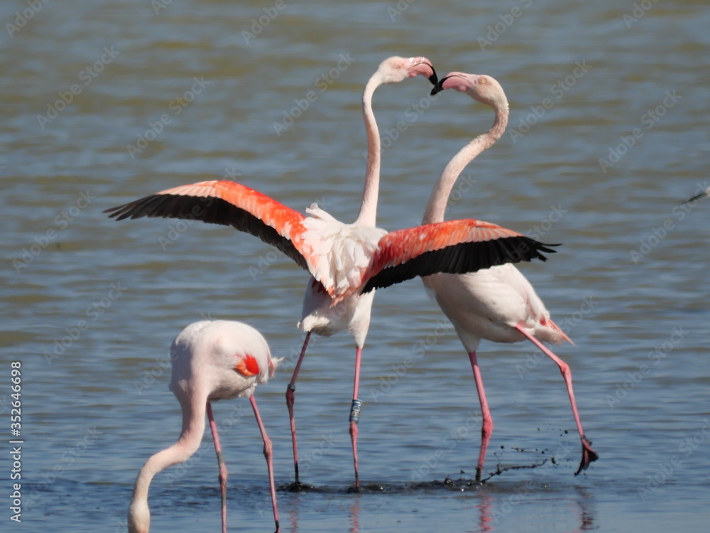 couple of Pink Flamingo fighting with their beaks and with open wings in the water of the lagoon couple of Pink Flamingo fighting with their beaks and with open wings in the water of the lagoon